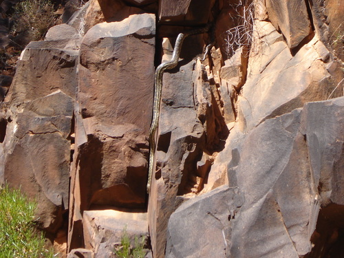 Carpet Python sighting