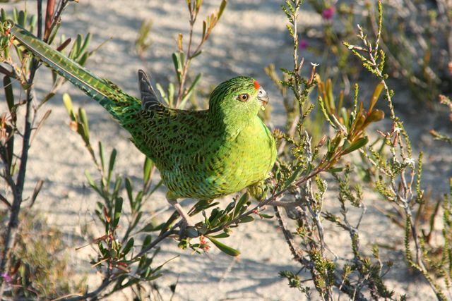 Ground Parrot (Western Australia - Birds) · iNaturalist