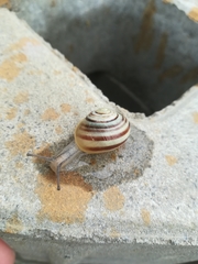 Cepaea hortensis