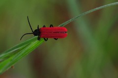 Benibotarus alternatus