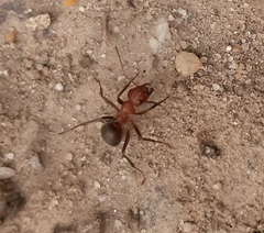 Formica truncorum