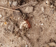 Formica truncorum