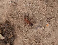 Formica truncorum