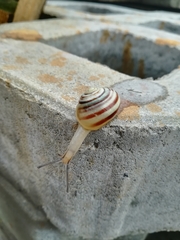 Cepaea hortensis
