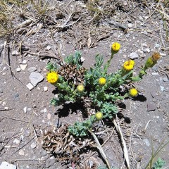 Senecio covasii