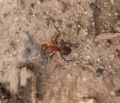 Formica truncorum
