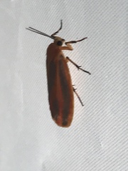 Hypoprepia fucosa