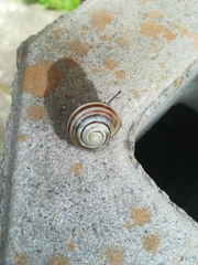 Cepaea hortensis