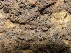 Ponera pennsylvanica