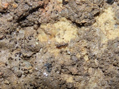 Ponera pennsylvanica