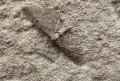 Eupithecia intricata