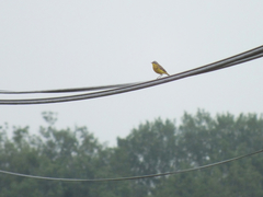 Motacilla flava flava