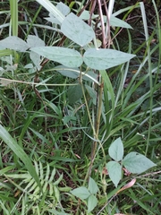 Vigna reflexopilosa