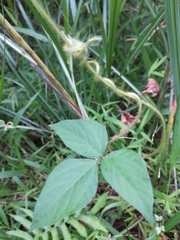 Vigna reflexopilosa