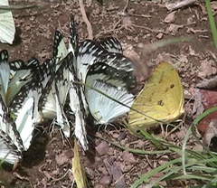 Belenois gidica gidica