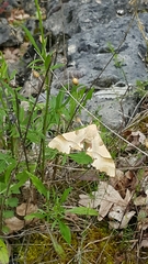 Marumba quercus