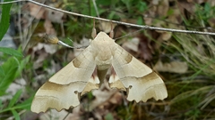 Marumba quercus