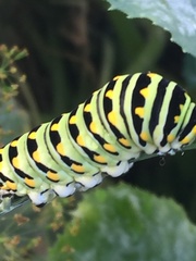 Papilio polyxenes