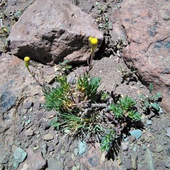 Senecio covasii