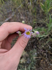 Erigeron corymbosus