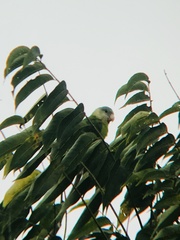 Brotogeris pyrrhoptera