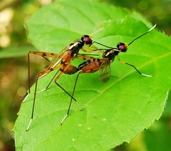 Rainieria