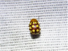 Cryptocephalus guttulatus