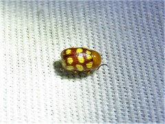 Cryptocephalus guttulatus