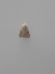 Heliothis peltigera