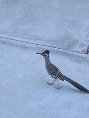 Geococcyx californianus