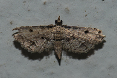 Sufetula sunidesalis