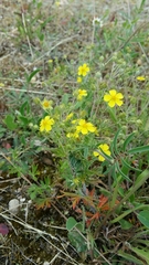 Magnoliopsida