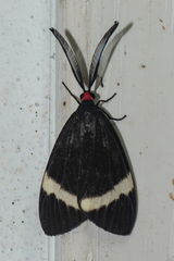 Pidorus glaucopis