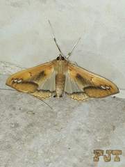 Diaphania fumosalis
