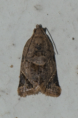 Neocalyptis affinisana