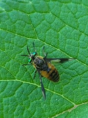 Chrysops montanus