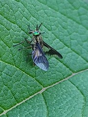 Chrysops montanus