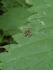 Anthophila fabriciana