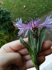 Centaurea triumfettii