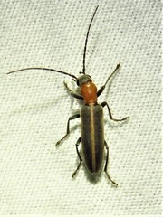 Oxycopis mimetica