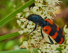 Trichodes leucopsideus