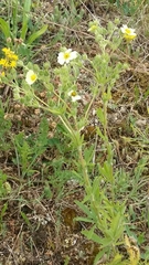 Potentilla recta