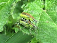 Chlorophanus viridis