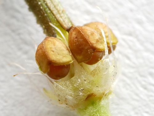 Image of Geranium aequale by (c) Wolfgang Jauch, some rights reserved (CC BY)