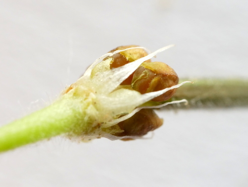 Image of Geranium aequale by (c) Wolfgang Jauch, some rights reserved (CC BY)