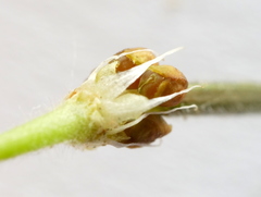Geranium aequale