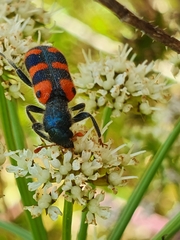 Trichodes leucopsideus