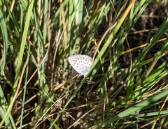Plebejus melissa paradoxa