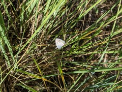 Plebejus melissa paradoxa