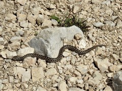 Vipera ursinii